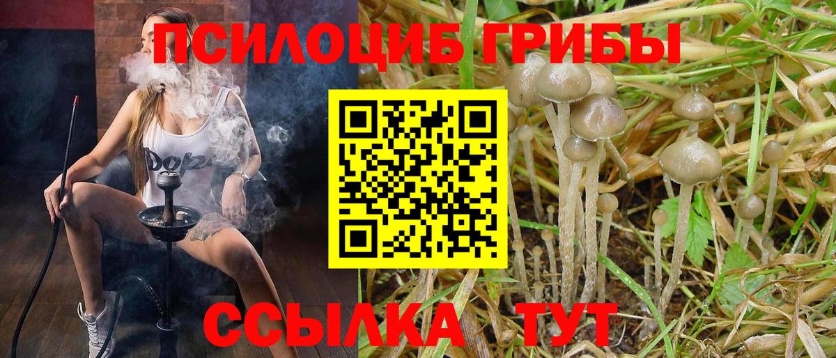 Псилоцибиновые грибы Cubensis Гай