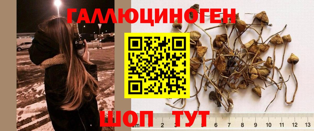 Псилоцибиновые грибы прущие грибы  купить   Гай  Вход с VPN 